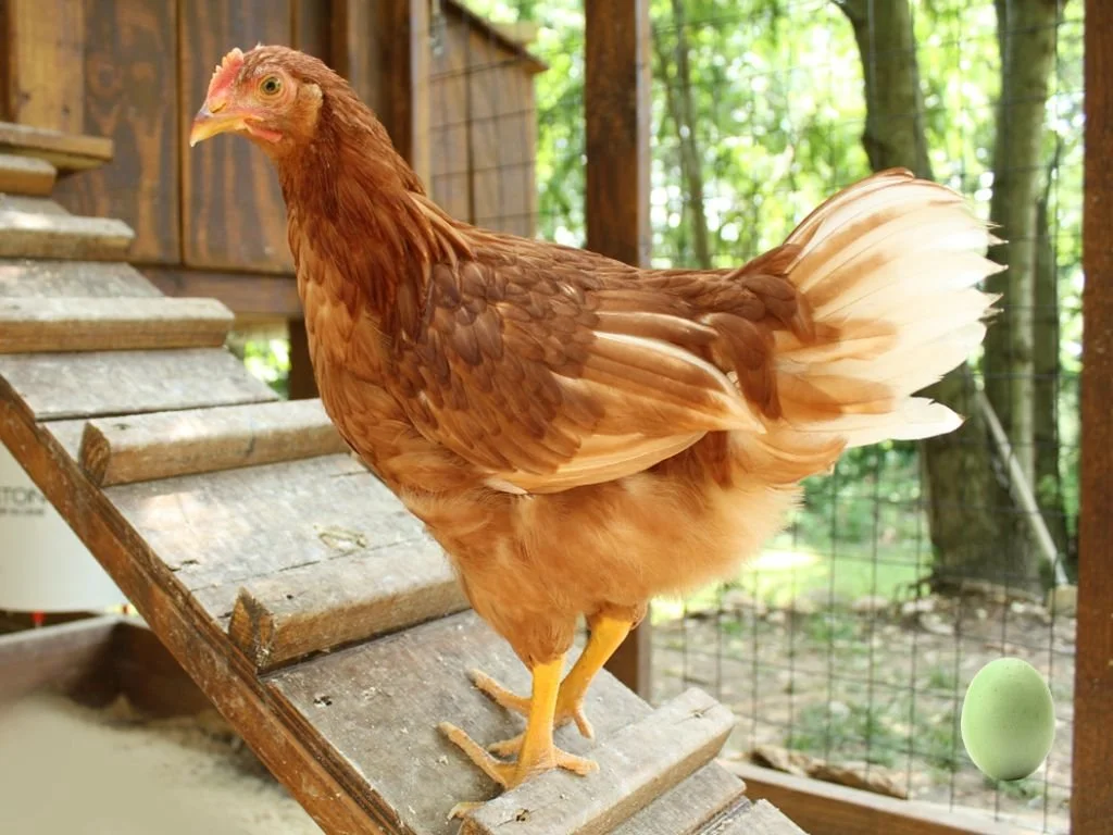 Order Poultry — Trellis Farm & Garden